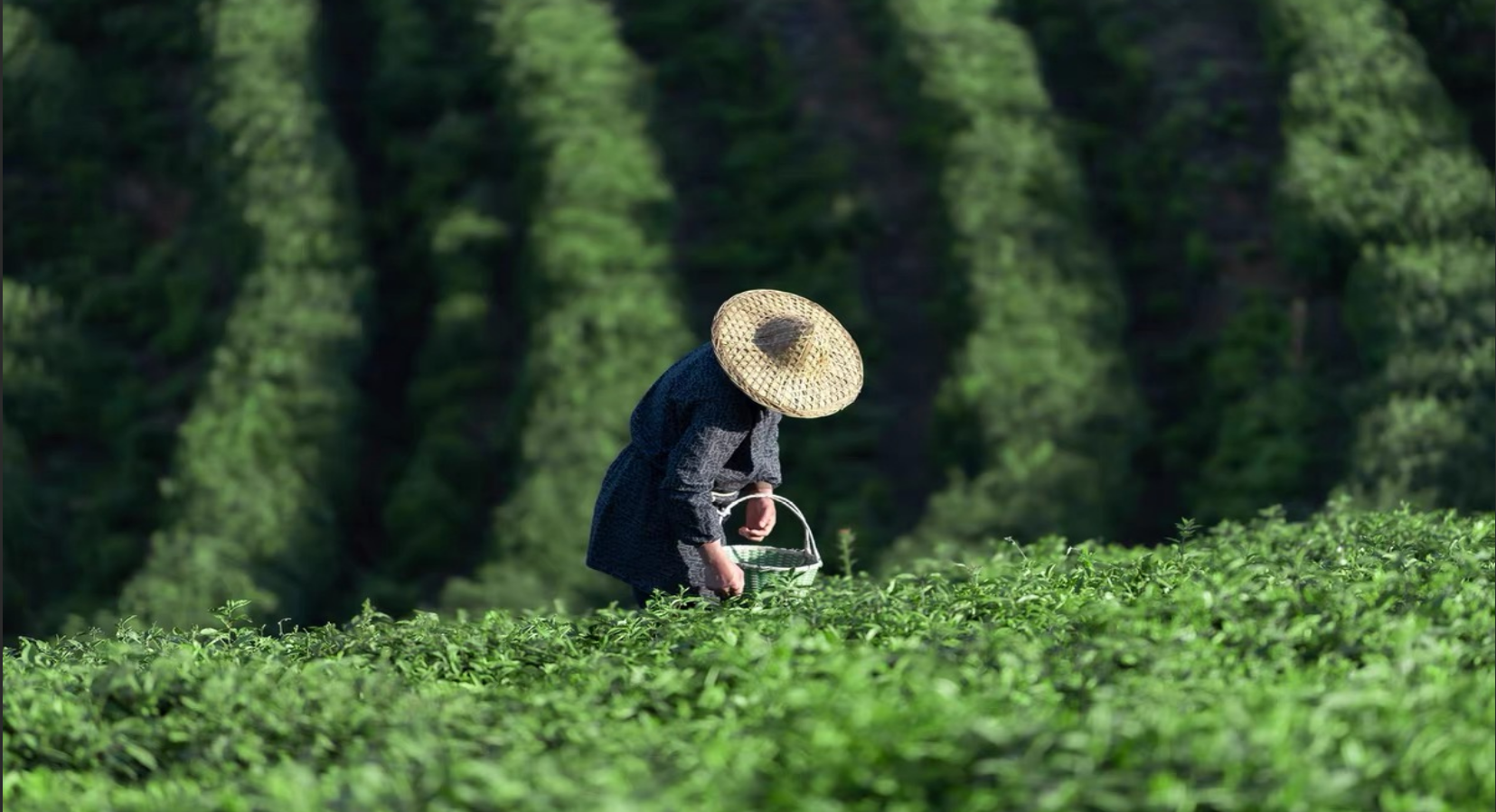 SONG landscape scene one